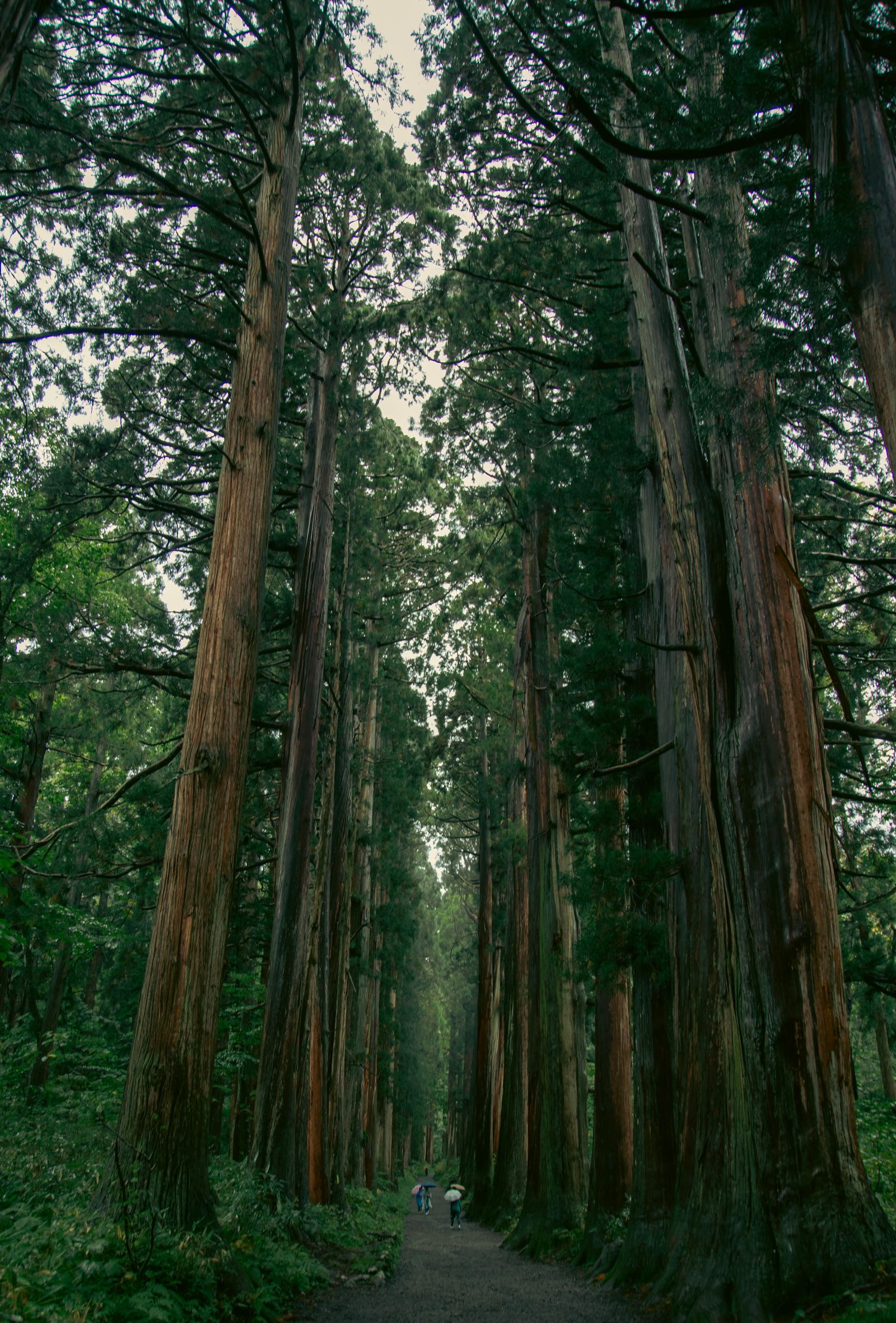 木立に囲まれた静かな参道
